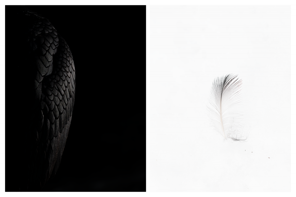 Ewa Przeździecka, Ewa Przezdziecka photography, wildlife photographer, photography