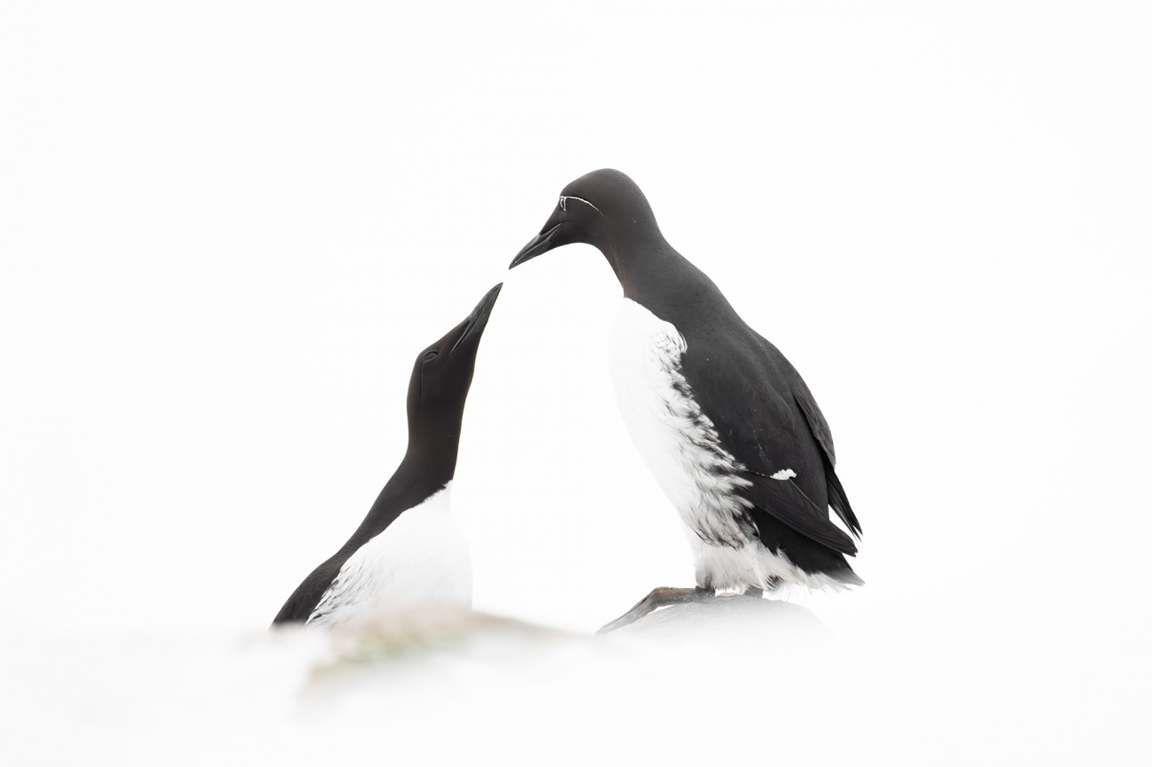 Ewa Przeździecka, Ewa Przezdziecka photography, wildlife photographer, photography