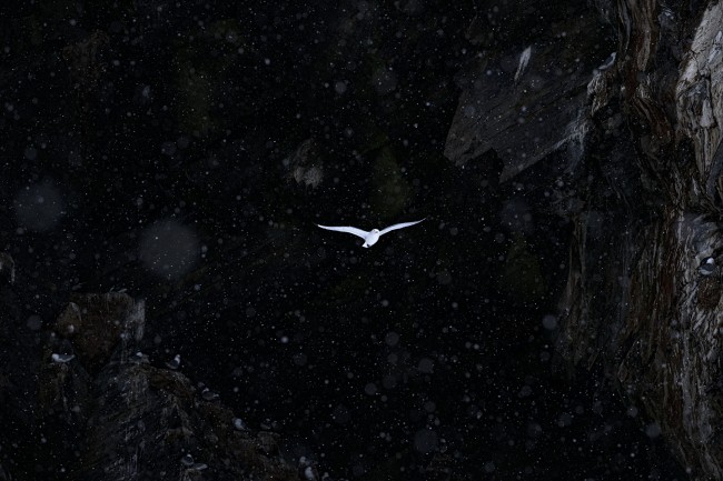 Ewa Przeździecka, Ewa Przezdziecka photography, wildlife photographer, photography