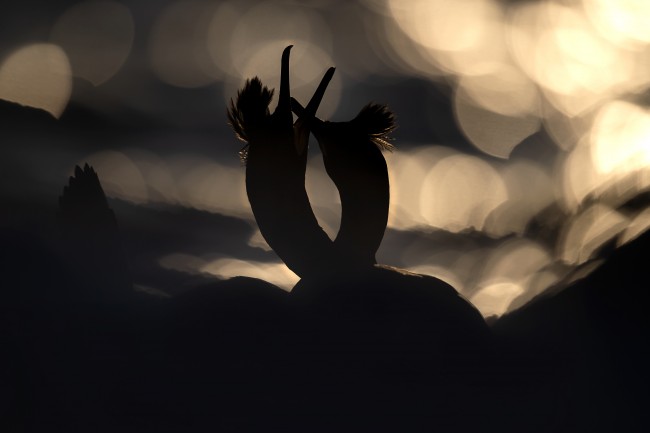 Ewa Przeździecka, Ewa Przezdziecka photography, wildlife photographer, photography