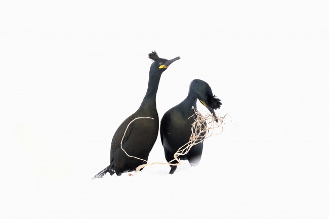 Ewa Przeździecka, Ewa Przezdziecka photography, wildlife photographer, photography