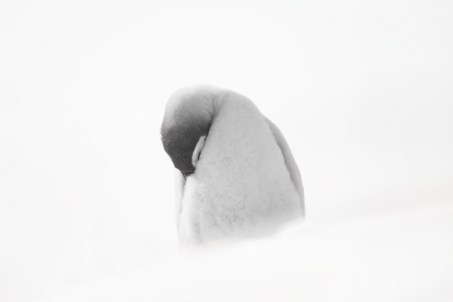 Ewa Przeździecka, Ewa Przezdziecka photography, wildlife photographer, photography