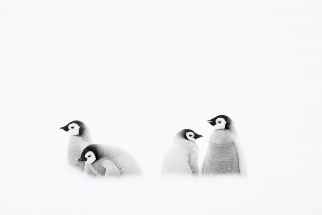 Ewa Przeździecka, Ewa Przezdziecka photography, wildlife photographer, photography