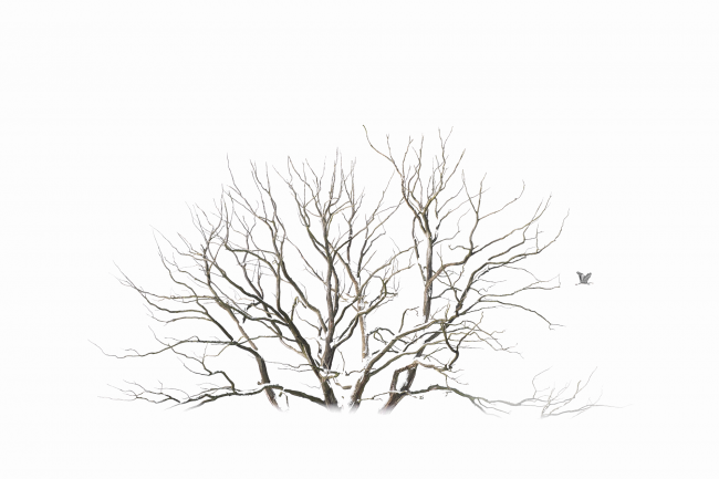 Ewa Przeździecka, Ewa Przezdziecka photography, wildlife photographer, photography