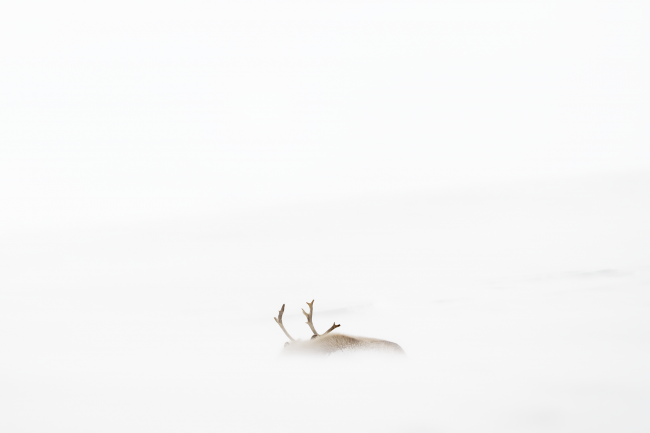 Ewa Przeździecka, Ewa Przezdziecka photography, wildlife photographer, photography