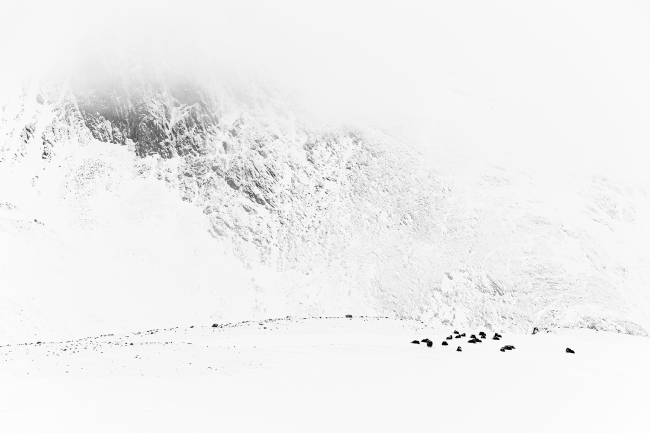 Ewa Przeździecka, Ewa Przezdziecka photography, wildlife photographer, photography